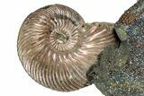 Iridescent, Pyritized Ammonite (Quenstedticeras) Fossil Display #344269-1